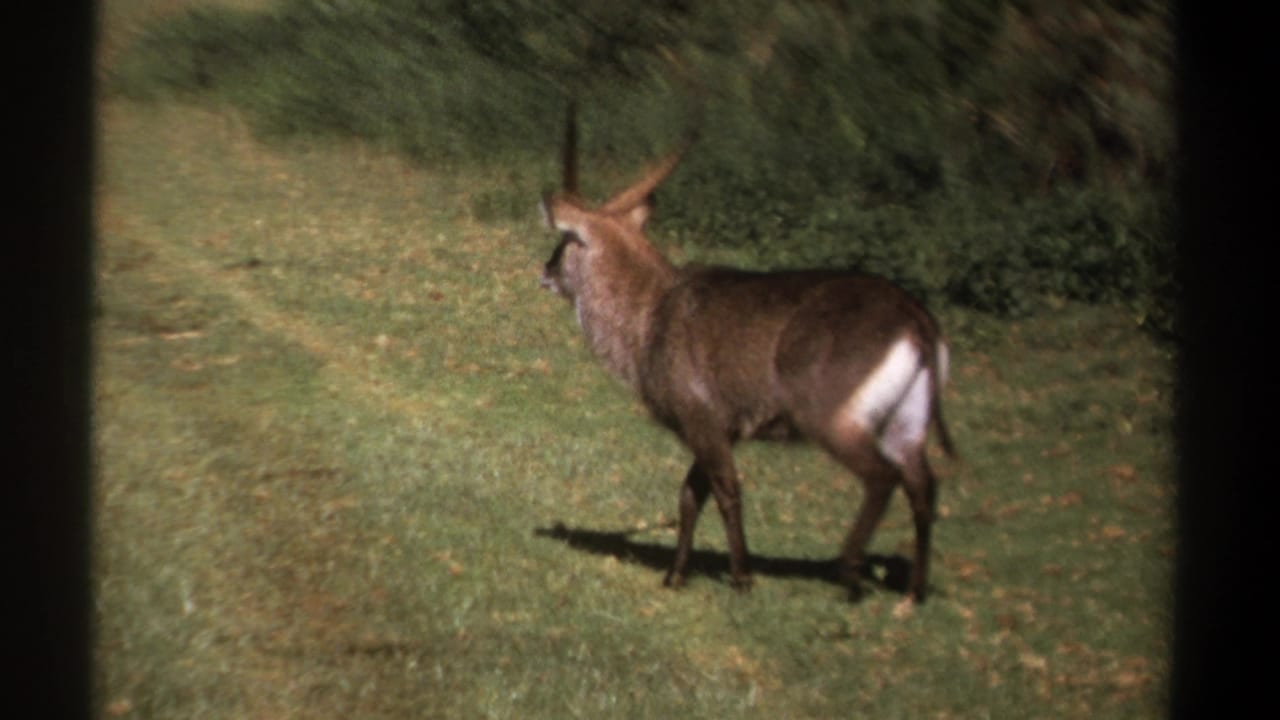 1969 Kenya 8mm frame of a horned antelope or waterbuck standing alert in sunlit grass near thick vegetation.