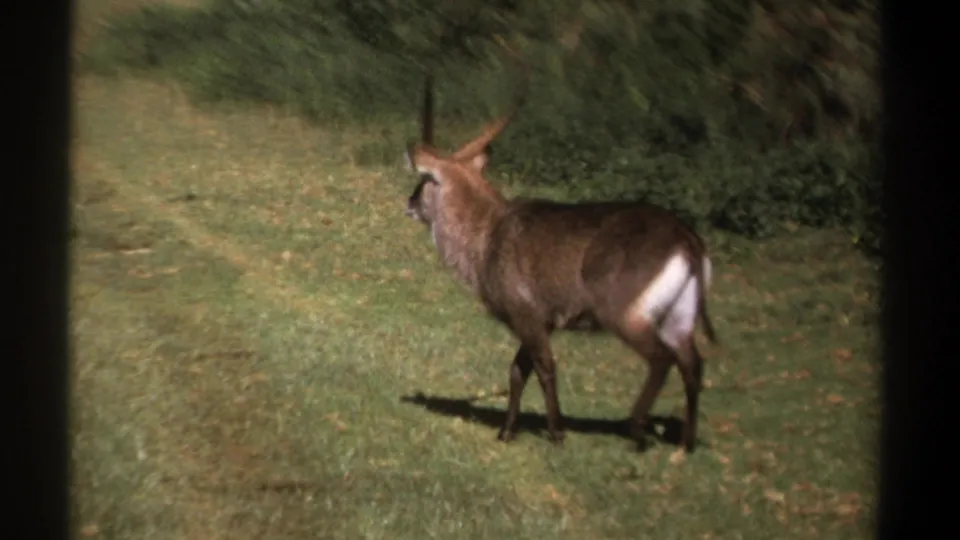 1969 Kenya 8mm frame of a horned antelope or waterbuck standing alert in sunlit grass near thick vegetation.