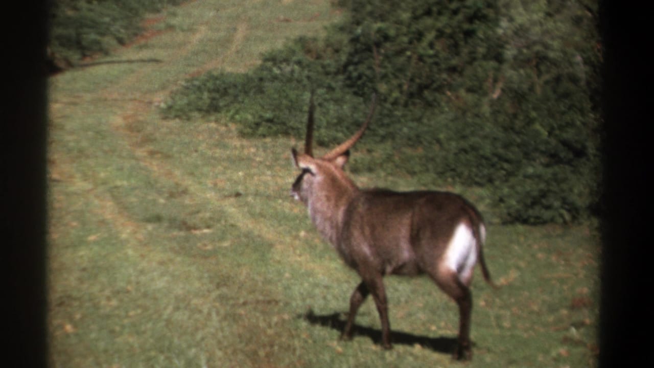 Horned antelope walks across a sunlit grassy path near shrubs.