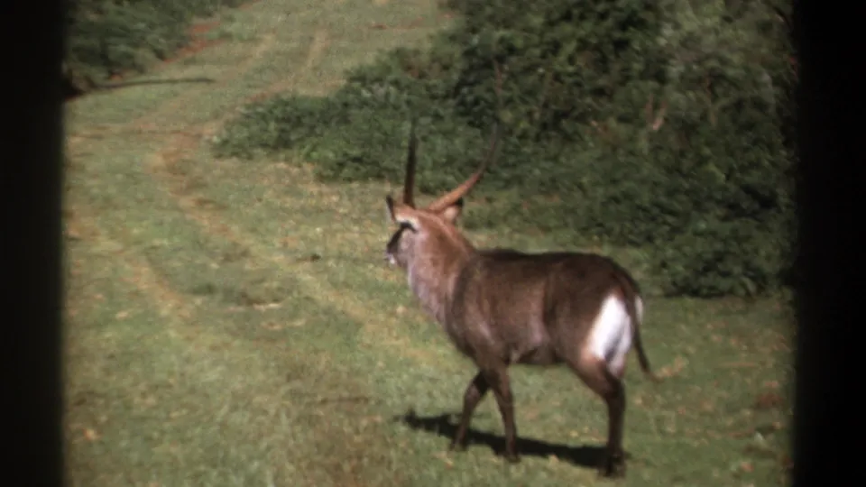 1969 Kenya 8mm frame showing a horned antelope walking through open grass with dense shrubs in the background.