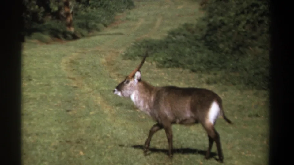 1969 Kenya 8mm frame of the antelope in profile, walking through a grassy clearing bordered by green vegetation.