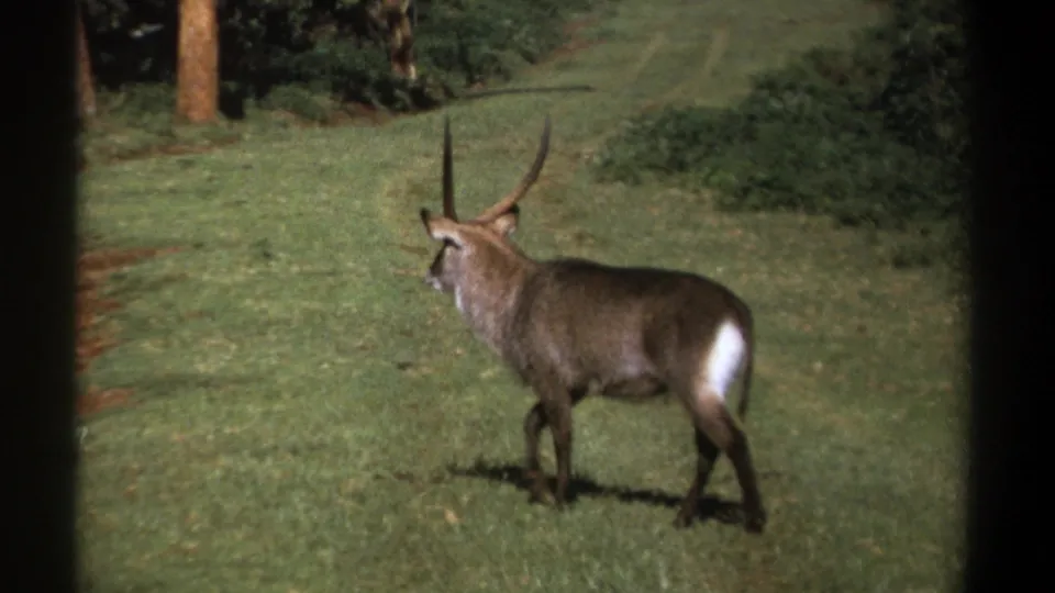 1969 Kenya 8mm frame showing a horned antelope paused in a grassy clearing, with bushes and tree trunks beyond.