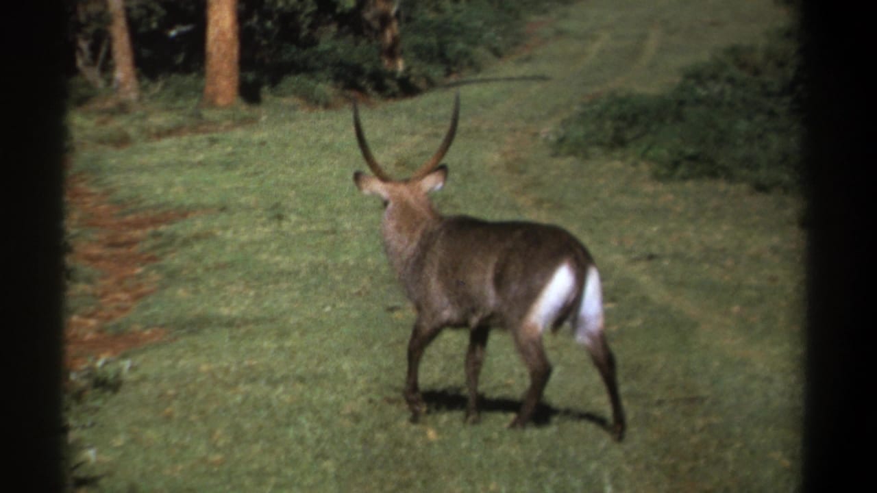 Horned waterbuck standing in green grass near shrubs and trees.