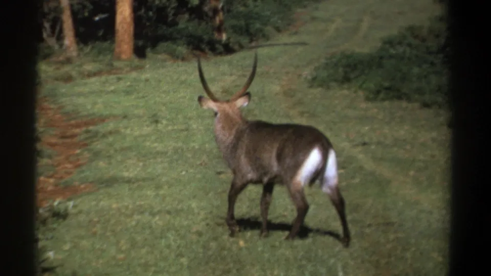 Male waterbuck in Kenya, 1969, seen from behind in grassland with long horns and a bright white rump patch.