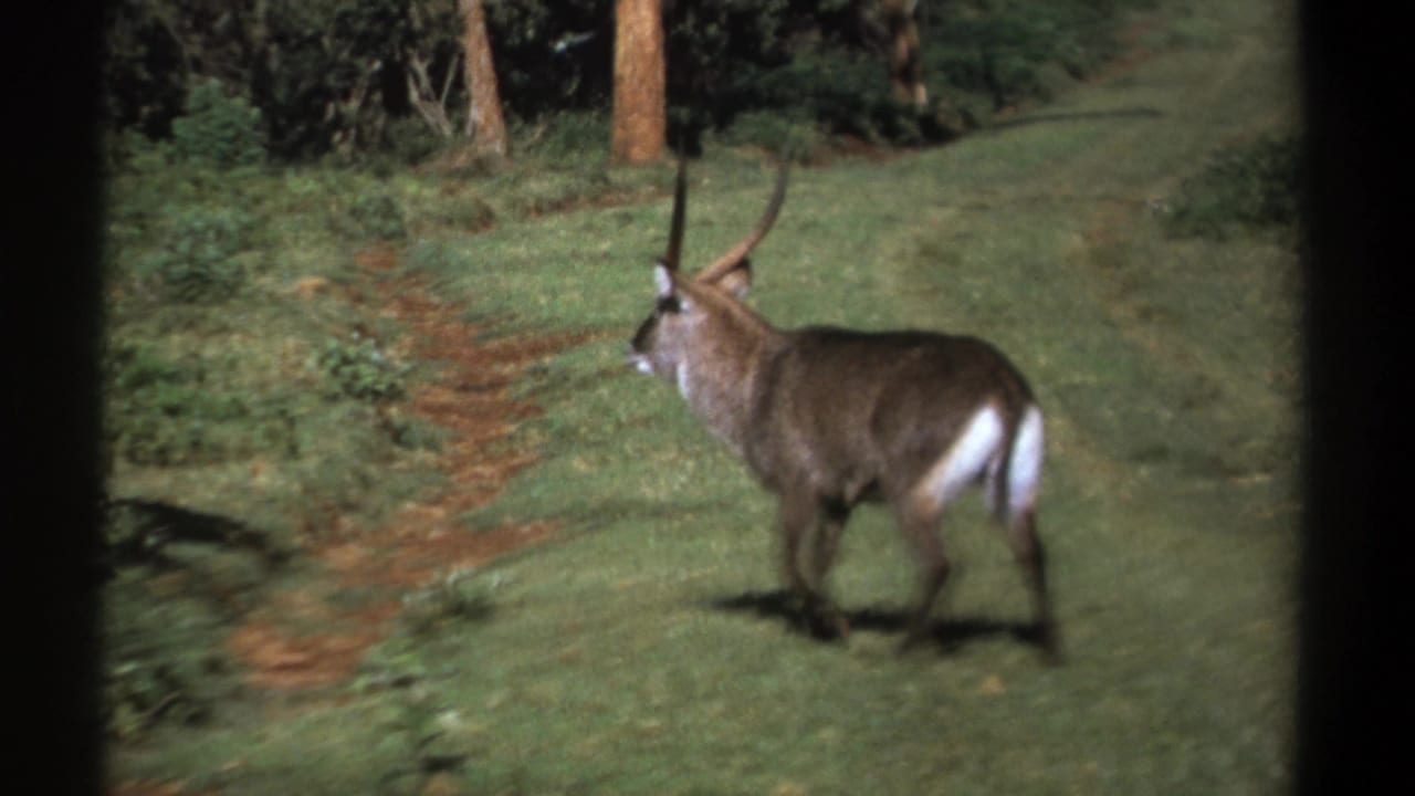 Waterbuck walking across grass beside a reddish path and trees.
