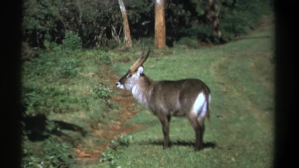Waterbuck in 1969 Kenya home-movie footage stands alert in grassland near a wooded edge.