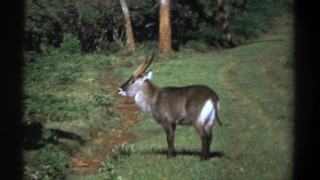 Waterbuck standing in profile in a grassy forest clearing.