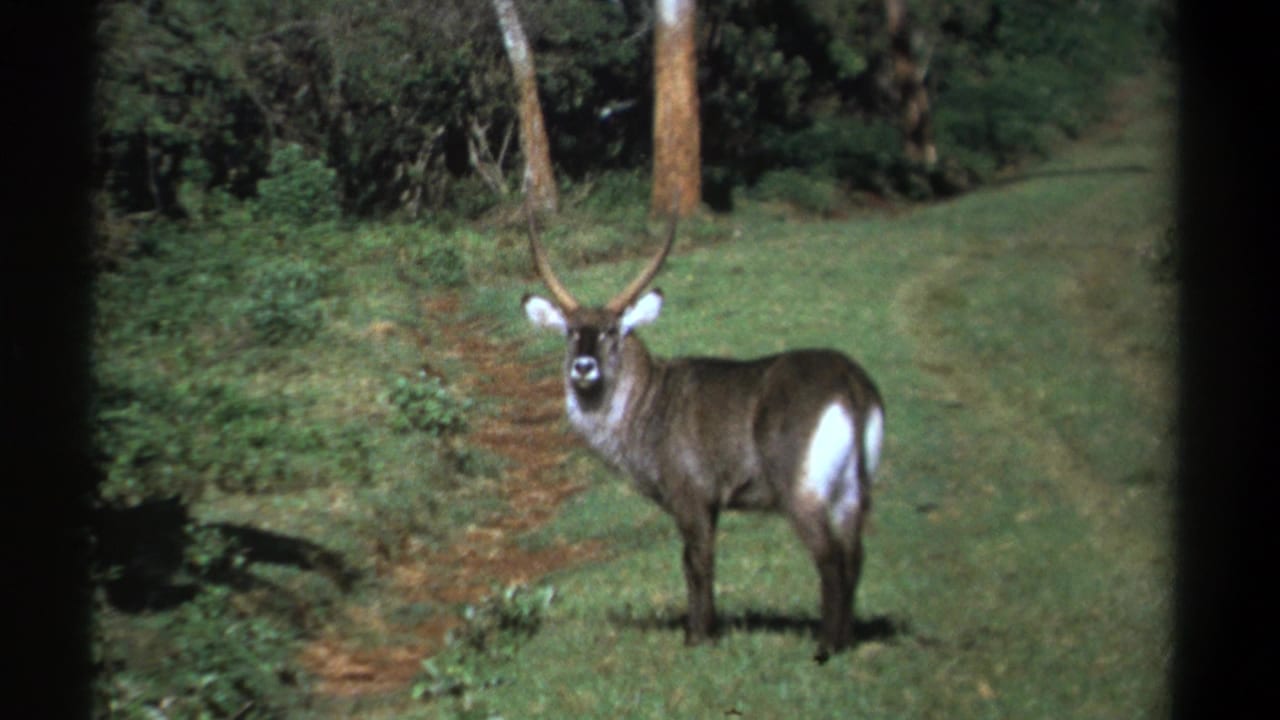 Waterbuck facing the camera from a grassy clearing.