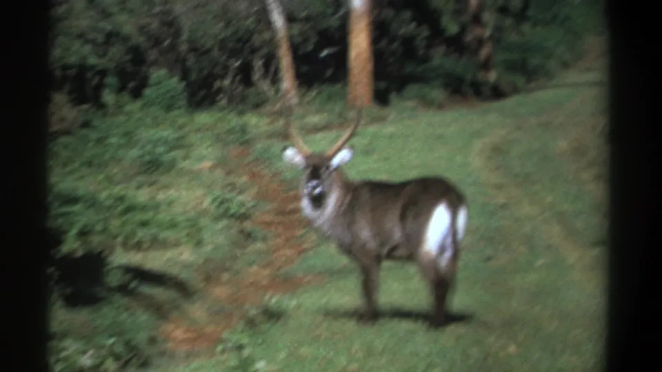 Kenya 1969 8mm frame showing a waterbuck in a forest clearing with soft motion blur and dense greenery.