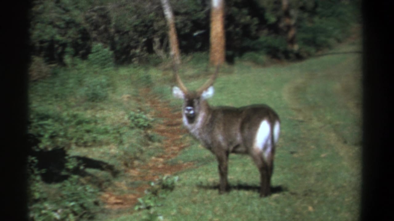 Horned waterbuck standing in a grassy forest clearing.