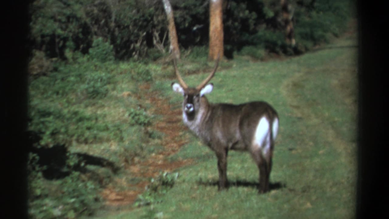 Waterbuck facing the camera beside foliage and trees.