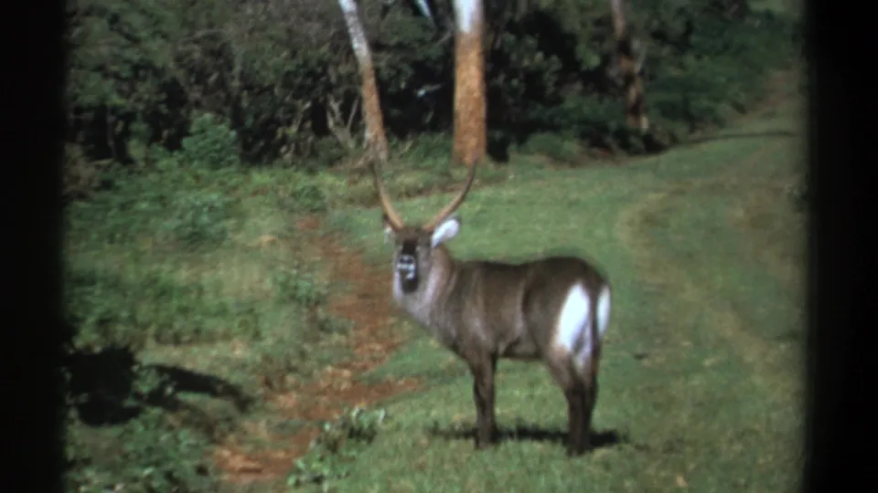 1969 8mm home-movie frame of a waterbuck standing alert in a Kenyan wooded clearing.