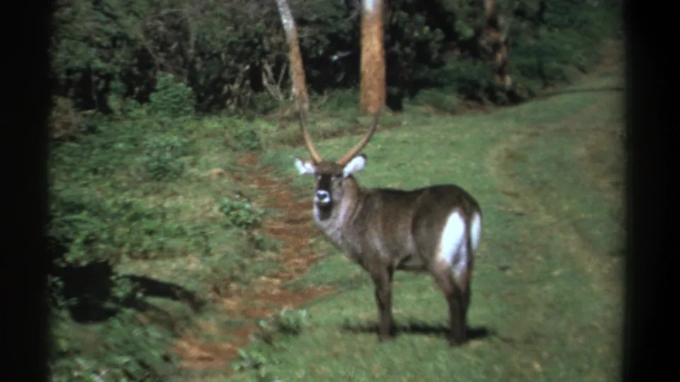 Kenya 1969 wildlife frame showing a horned waterbuck beside a narrow path and dense trees.