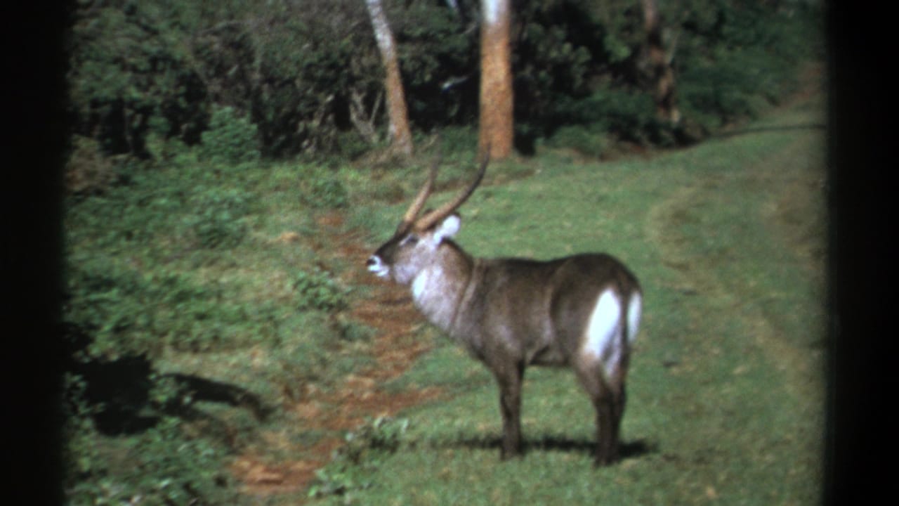 Horned waterbuck standing in a grassy clearing near brush and trees.