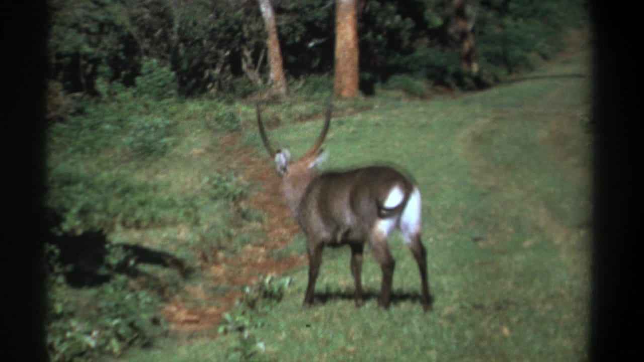 Waterbuck turned partly away in a grassy clearing bordered by trees.