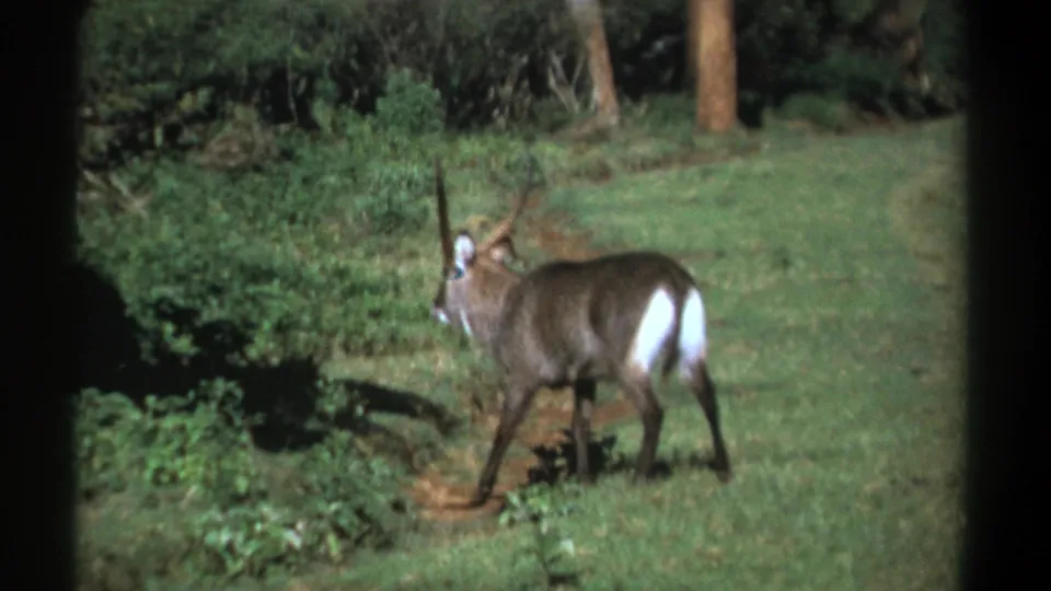 A male waterbuck walks from the clearing toward surrounding brush in the Kenya 1969 8mm wildlife scene.