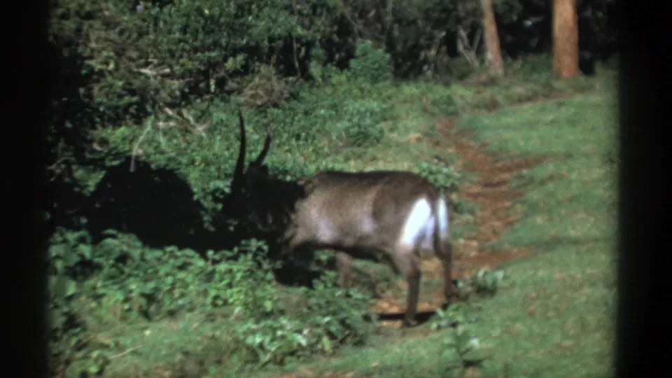 The waterbuck moves into darker brush beside a grassy path, partially obscured by vegetation in the 1969 Kenya home-movie frame.