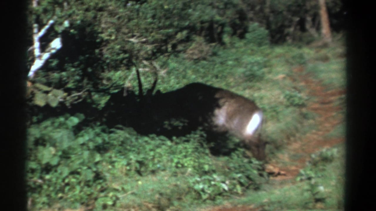 Dark antelope-like animal walking through dense green foliage beside a dirt path.