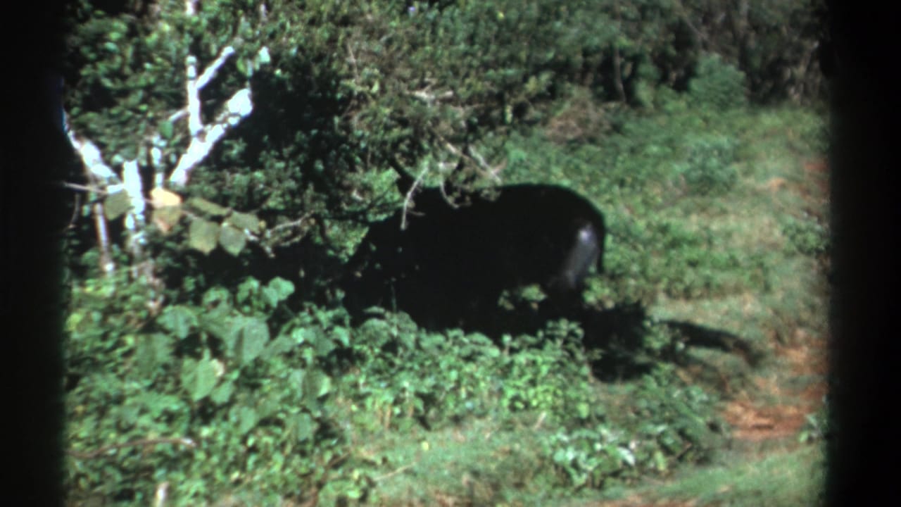 Dark animal partly obscured by foliage near a pale tree and dirt track.
