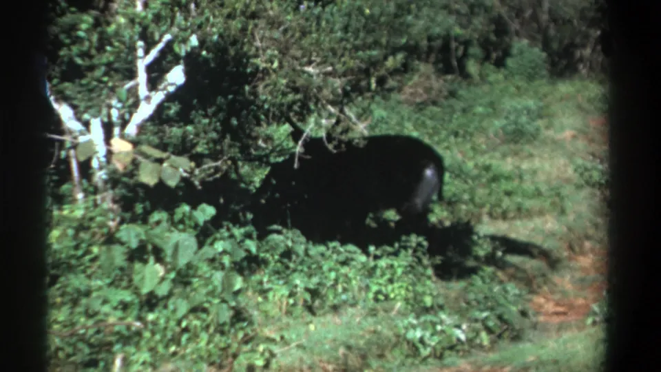 1969 Kenya 8mm frame with a dark antelope-like animal partly hidden in vegetation near a pale tree and dirt track.