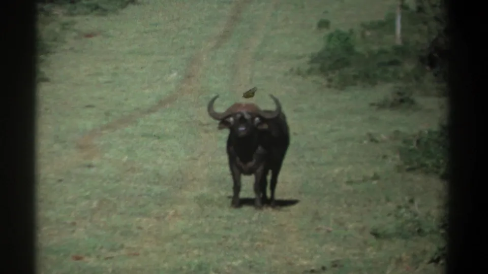 1969 Kenya 8mm frame showing an African buffalo standing alert in an open grassy field, facing the camera.