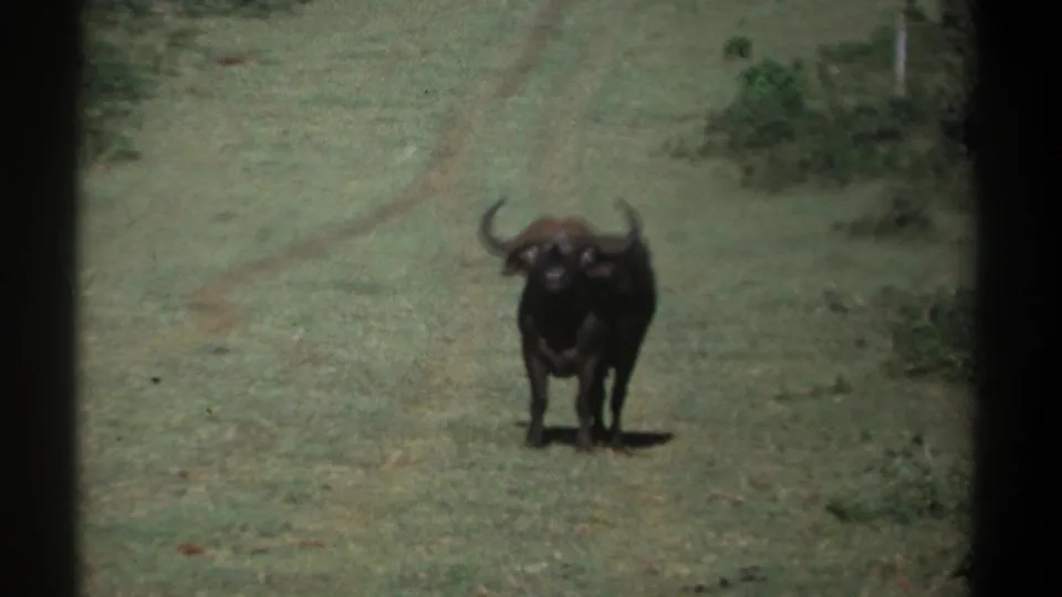 1969 Kenya 8mm frame of an African buffalo standing in a grassy clearing with sparse shrubs behind it.