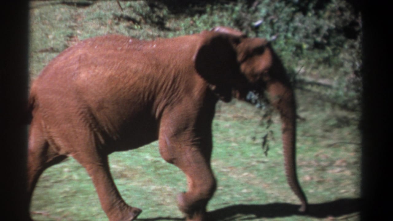 Young elephant walking across grass with bushes behind it.