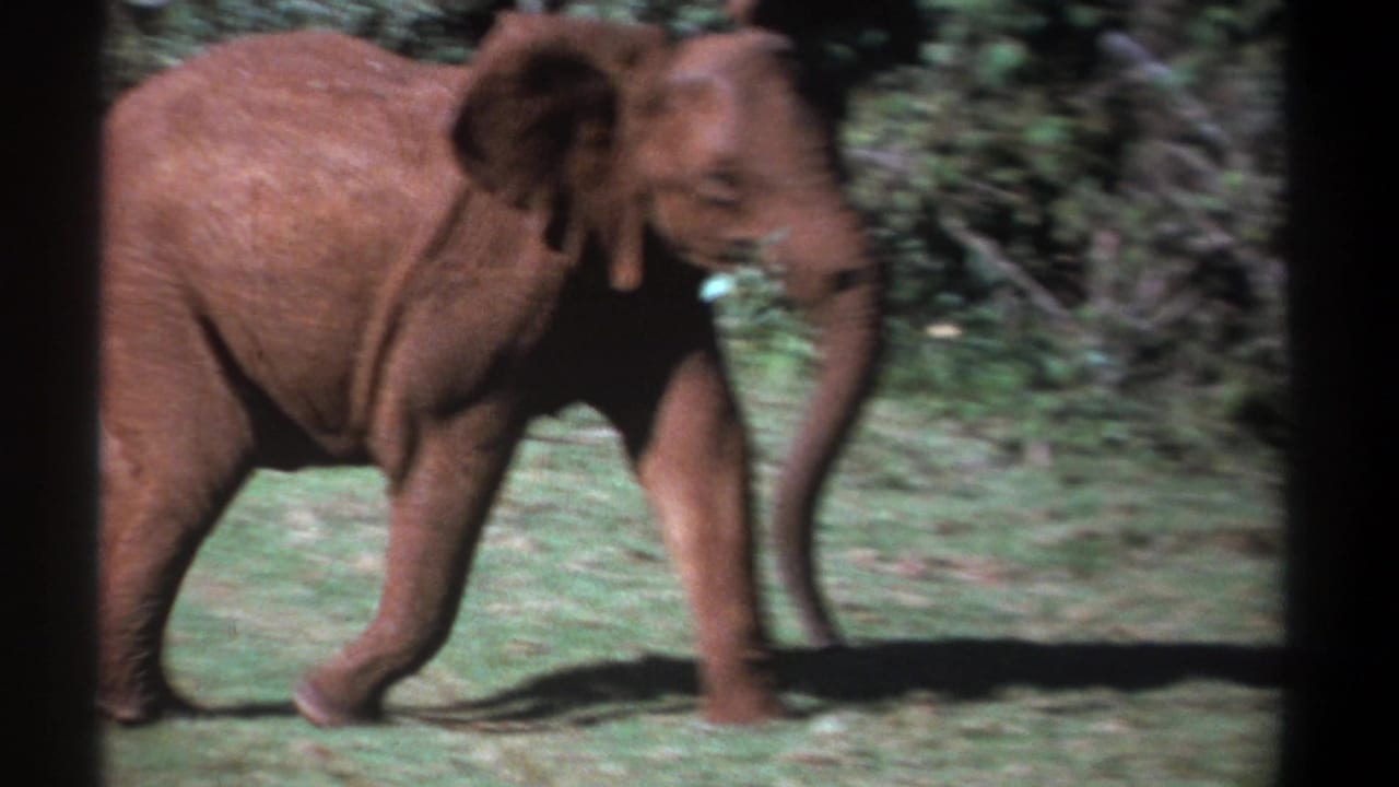 Elephant in side profile walking past green shrubs.