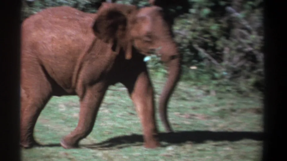 Side view of a young African elephant walking through a grassy clearing in Kenya, with shrubs and strong sunlight visible.