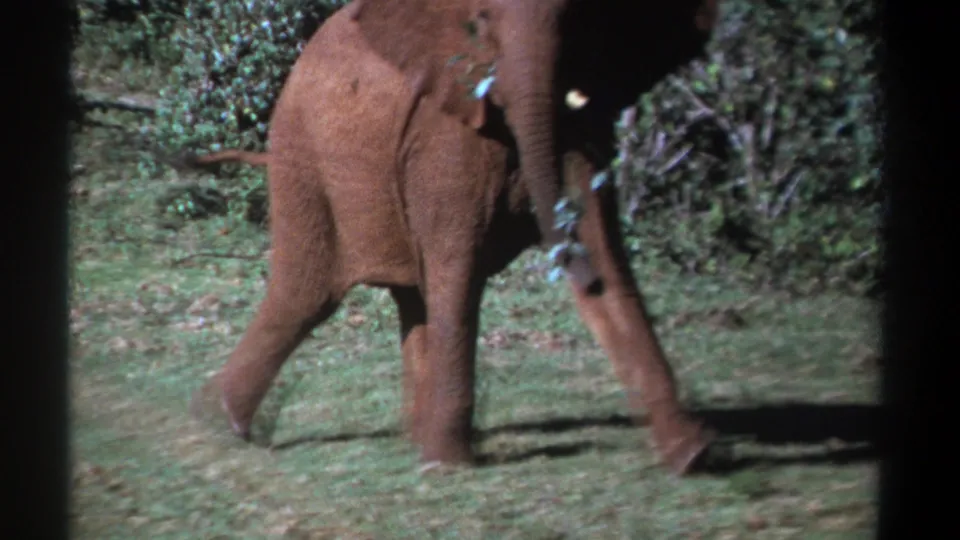 Young elephant in archival 8mm footage, partly turned while walking across grass near dense green vegetation in Kenya.