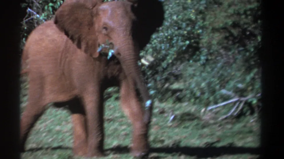 Young African elephant near dense bushes, trunk lowered as it moves through a grassy field in 1969 Kenya home-movie footage.