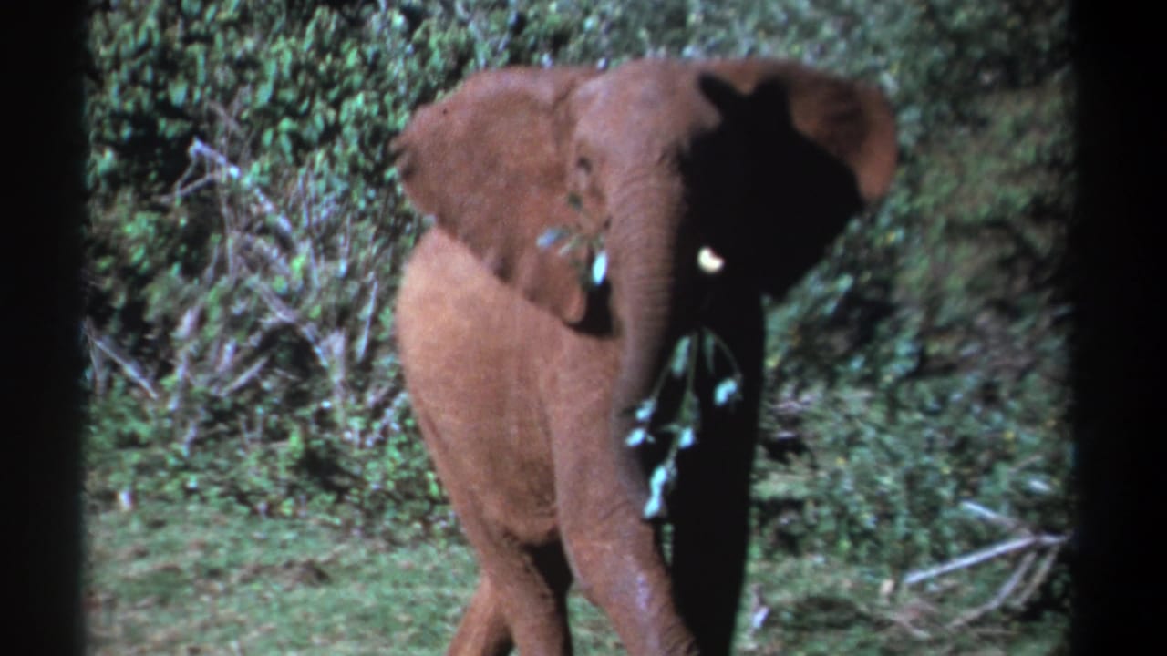 Young elephant faces the camera while holding green leaves in its trunk in a grassy clearing.