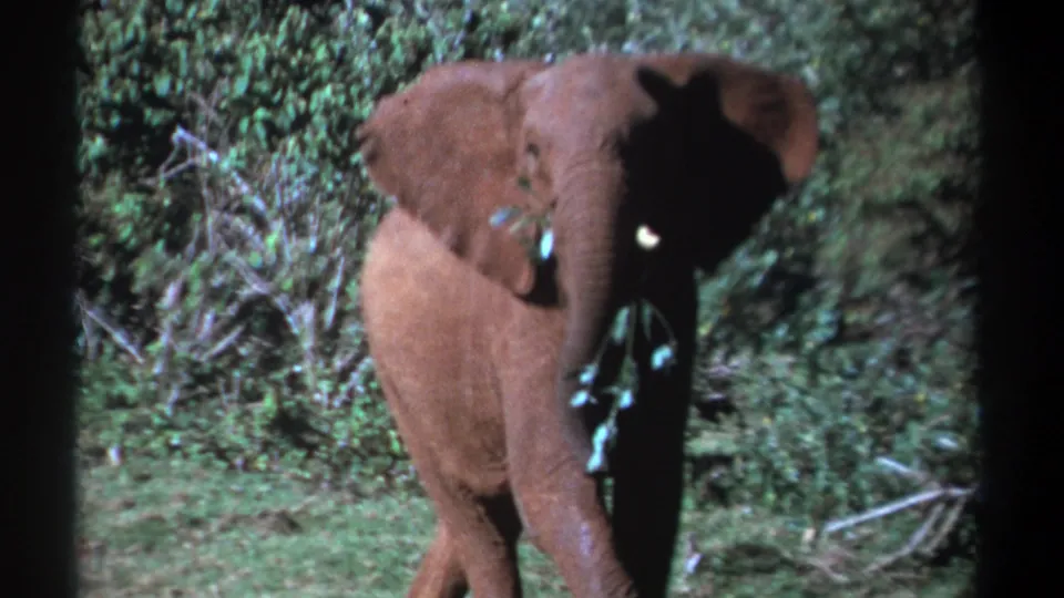 In 1969 Kenya 8mm footage, a young elephant with small tusks faces forward while feeding on green vegetation.