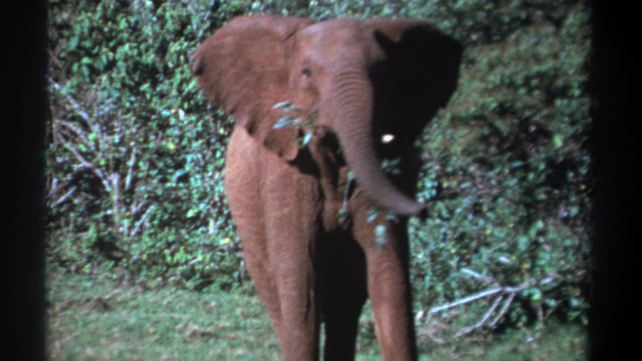 Young elephant stands front-facing with its trunk curled around leafy vegetation.