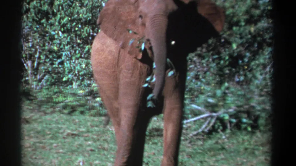A young elephant in Kenya, dated by metadata to 1969, walks slowly with vegetation held by its trunk.