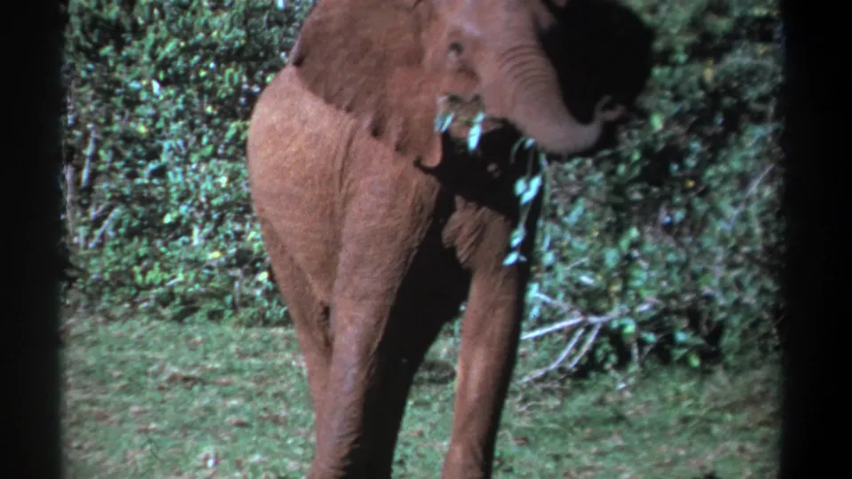 Vintage 8mm frame from Kenya showing a young elephant turning slightly as it feeds on green vegetation.