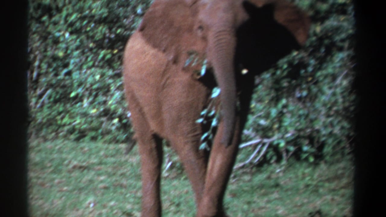 Young elephant feeding among green vegetation with black 8mm frame borders.