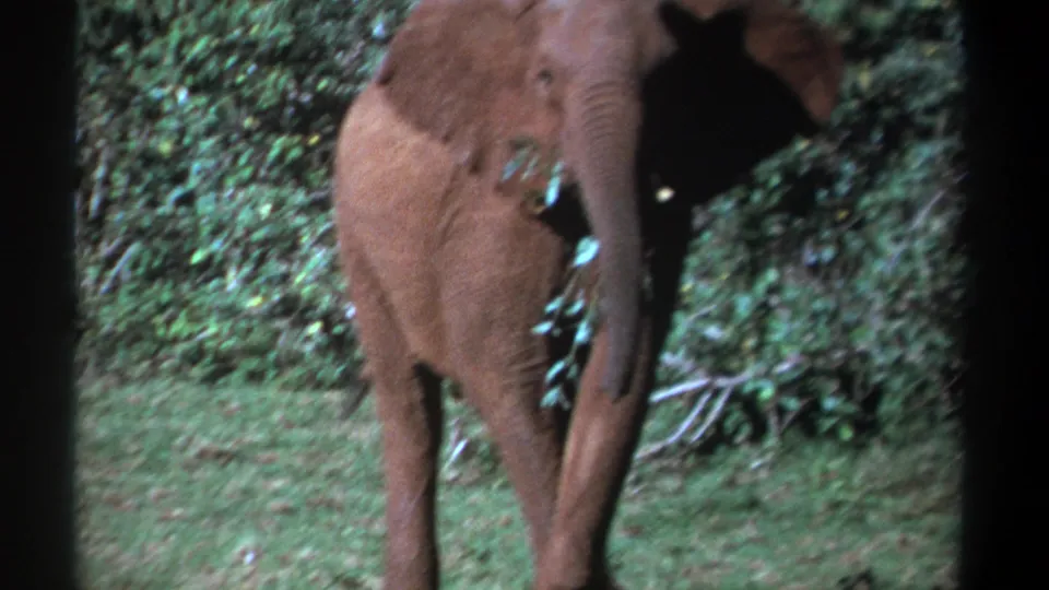 Young elephant in Kenya, 1969 metadata context, using its trunk near leafy branches in a grassy clearing.