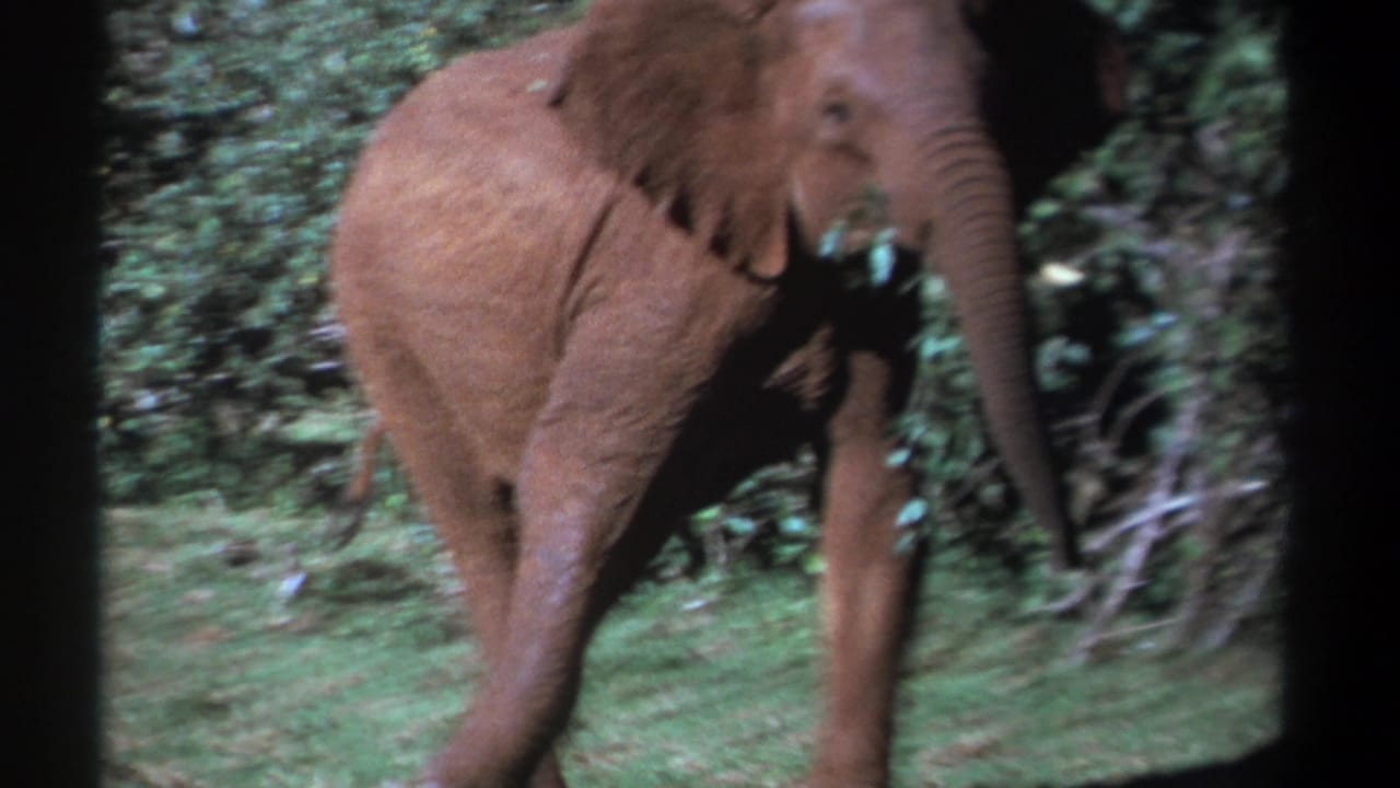 Elephant facing the camera while feeding beside dense green bushes.
