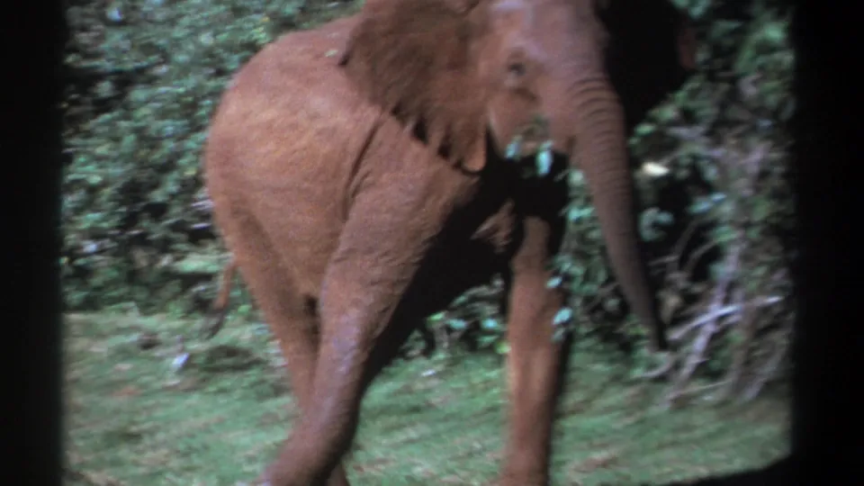 1969 Kenya home-movie frame of a young elephant facing forward with its trunk lowered near vegetation.