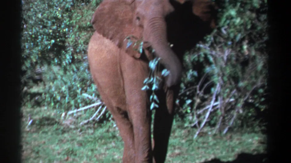 Young elephant in a 1969 Kenya 8mm frame, partly cropped while drawing leaves toward its trunk.