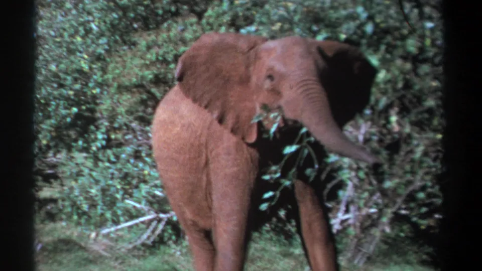 Kenya 1969 wildlife home-movie frame showing a young elephant extending its trunk toward leaves beside bushes.