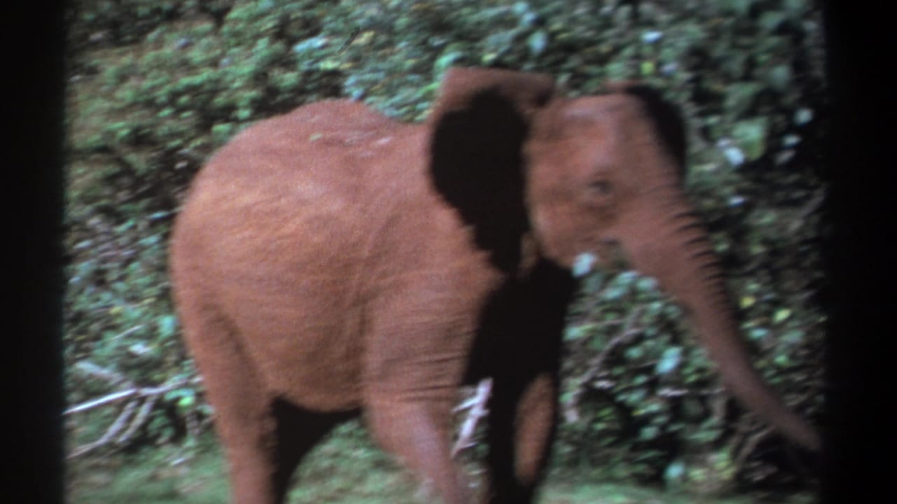 Young elephant walking beside dense green foliage with dark film borders.