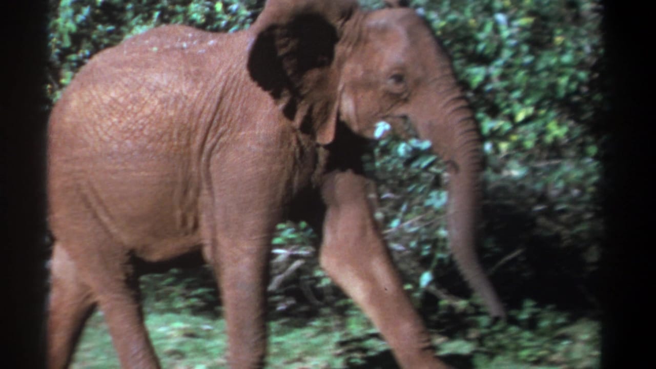 Young elephant in side profile walking past leafy vegetation.