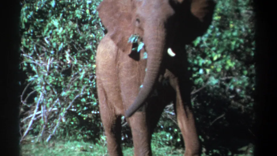 Young elephant faces the handheld camera while chewing leafy branches in archival Kenya wildlife footage.