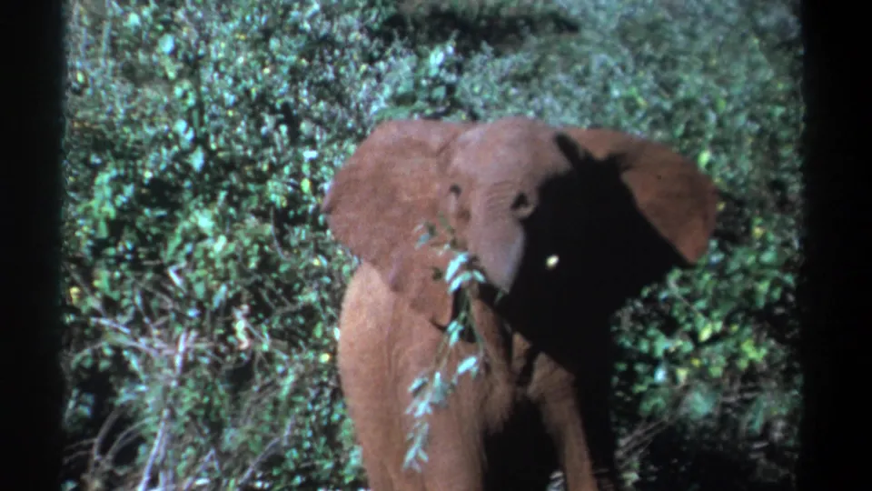 Young elephant stands partly in shadow, chewing leaves in a green Kenya clearing on 8mm film.