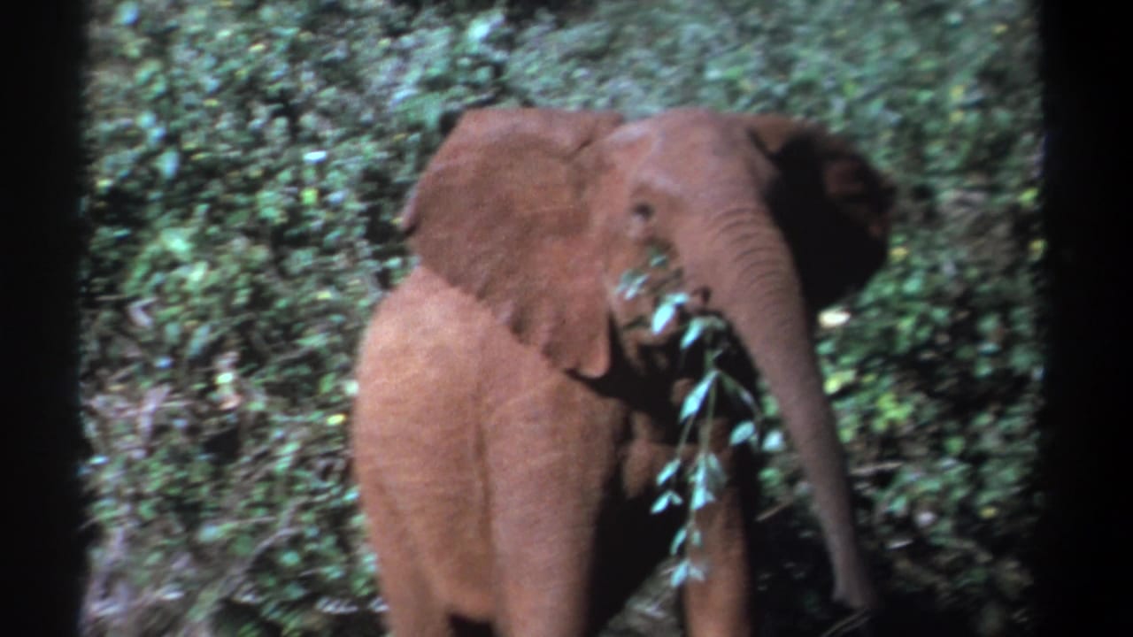 Young elephant in 1969 Kenya footage uses its trunk to pull leafy branches amid dense green foliage.