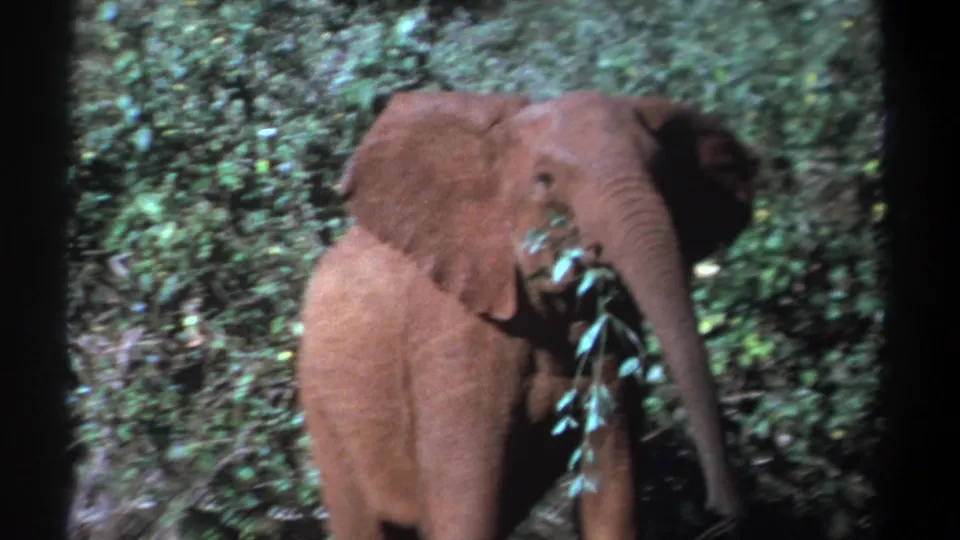 Young elephant in 1969 Kenya footage uses its trunk to pull leafy branches amid dense green foliage.