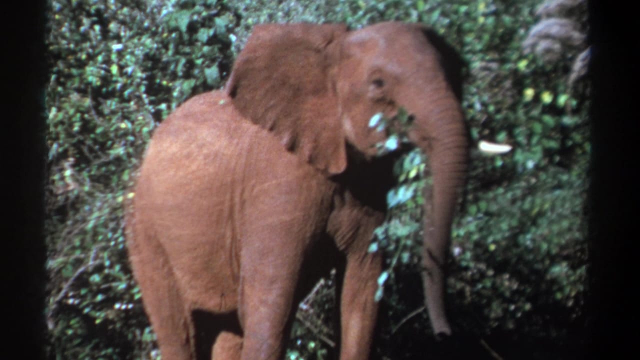 Young elephant partly turned toward camera with leaves near its trunk.