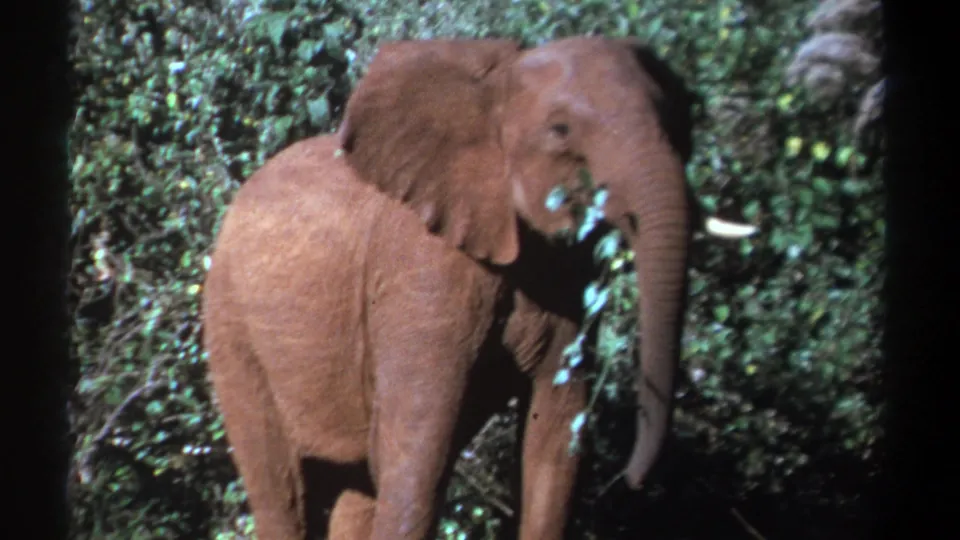 A young elephant stands close to dense vegetation, drawing a leafy branch across its trunk in archival 8mm footage.